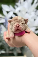 Female Isabella Rojo Merle DOB 04.27.2026 | French bulldog puppy, a female French Bulldog for sale in Cumming, GA – 2 of 6