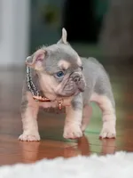 Female Lilac Tan DOB 04.10.2026 | French bulldog puppy, a female French Bulldog for sale in Cumming, GA – 2 of 10