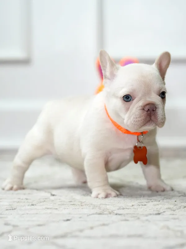 Female Cream DOB 04.27.2026 | French bulldog puppy – French Bulldog puppy for sale in Cumming, GA