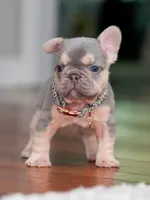 Female Lilac Tan DOB 04.10.2026 | French bulldog puppy, a female French Bulldog for sale in Cumming, GA – 4 of 10