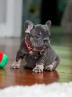 Female Blue Tan DOB 04.10.2026 | French bulldog puppy, a female French Bulldog for sale in Cumming, GA – 2 of 10