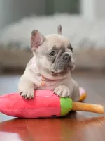  Female Fawn Merle DOB 03.22.2026 | French bulldog puppy, a female French Bulldog for sale in Cumming, GA – 2 of 10