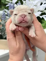 Male New Shade Isabella Merle DOB 04.27.2026 | French bulldog puppy, a male French Bulldog for sale in Cumming, GA – 6 of 6