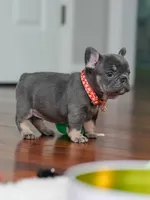 Female Blue Tan DOB 04.10.2026 | French bulldog puppy, a female French Bulldog for sale in Cumming, GA – 10 of 10