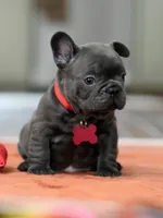 Female Solid Blue, a female French Bulldog for sale in Cumming, GA – Photo 2 of 6