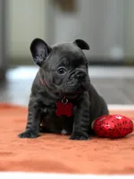 Female Solid Blue, a female French Bulldog for sale in Cumming, GA – Photo 5 of 6