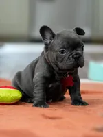 Female Solid Blue, a female French Bulldog for sale in Cumming, GA – Photo 3 of 6