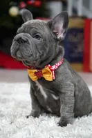 Puppy, a female French Bulldog for sale in Cumming, GA – Photo 7 of 8