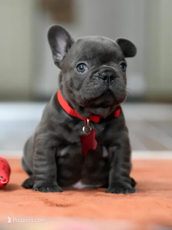 Female Solid Blue – French Bulldog puppy for sale in Cumming, GA