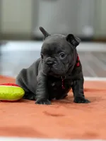 Female Solid Blue, a female French Bulldog for sale in Cumming, GA – Photo 4 of 6