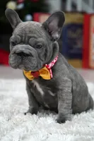 Puppy, a female French Bulldog for sale in Cumming, GA – Photo 6 of 8