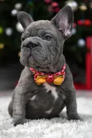 Puppy, a female French Bulldog for sale in Cumming, GA – Photo 4 of 8