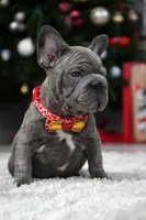 Puppy, a female French Bulldog for sale in Cumming, GA – Photo 3 of 8