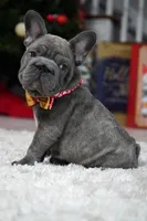 Puppy, a female French Bulldog for sale in Cumming, GA – Photo 1 of 8