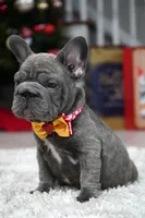 Puppy, a female French Bulldog for sale in Cumming, GA – Photo 8 of 8