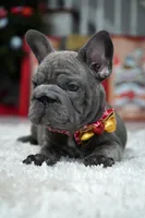 Puppy, a female French Bulldog for sale in Cumming, GA – Photo 2 of 8