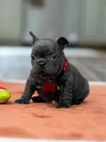 Female Solid Blue, a female French Bulldog for sale in Cumming, GA – Photo 6 of 6