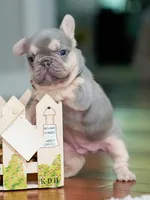 Female Lilac Tan DOB 04.10.2026 | French bulldog puppy, a female French Bulldog for sale in Cumming, GA – 6 of 10