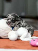 Male Blue Merle, a male French Bulldog for sale in Cumming, GA – Photo 3 of 9