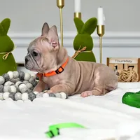 Puppy, a male French Bulldog for sale in Cumming, GA – Photo 1 of 5