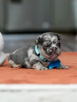 Male Blue Merle, a male French Bulldog for sale in Cumming, GA – Photo 6 of 9
