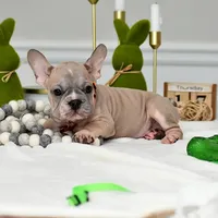 Puppy, a male French Bulldog for sale in Cumming, GA – Photo 2 of 5