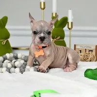 Puppy, a male French Bulldog for sale in Cumming, GA – Photo 3 of 5