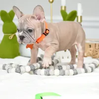 Puppy, a male French Bulldog for sale in Cumming, GA – Photo 5 of 5