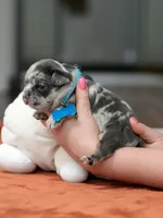 Male Blue Merle, a male French Bulldog for sale in Cumming, GA – Photo 9 of 9