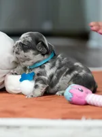 Male Blue Merle, a male French Bulldog for sale in Cumming, GA – Photo 7 of 9