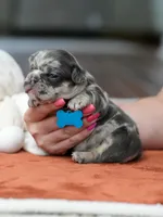 Male Blue Merle, a male French Bulldog for sale in Cumming, GA – Photo 8 of 9