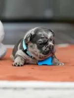 Male Blue Merle, a male French Bulldog for sale in Cumming, GA – Photo 1 of 9