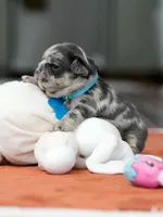 Male Blue Merle, a male French Bulldog for sale in Cumming, GA – Photo 4 of 9