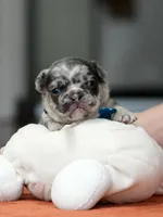 Male Blue Merle, a male French Bulldog for sale in Cumming, GA – Photo 2 of 9