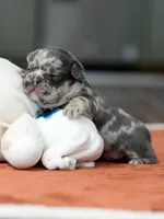 Male Blue Merle, a male French Bulldog for sale in Cumming, GA – Photo 5 of 9