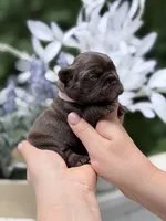 Female Chocolate DOB 04.27.2026 | French bulldog puppy, a female French Bulldog for sale in Cumming, GA – 4 of 8