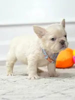 Female Cream FLUFFY DOB 04.17.2026 | French bulldog puppy, a female French Bulldog for sale in Cumming, GA – 2 of 6