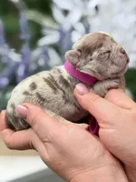Female Isabella Rojo Merle DOB 04.27.2026 | French bulldog puppy, a female French Bulldog for sale in Cumming, GA – 5 of 6