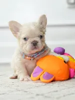 Female Cream FLUFFY DOB 04.17.2026 | French bulldog puppy, a female French Bulldog for sale in Cumming, GA – 4 of 6