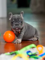 Female Blue Tan DOB 04.10.2026 | French bulldog puppy, a female French Bulldog for sale in Cumming, GA – 3 of 10