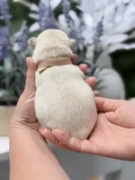 Female Cream DOB 04.27.2026 | French bulldog puppy, a female French Bulldog for sale in Cumming, GA – 4 of 7