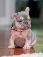 Female Lilac Tan DOB 04.10.2026 | French bulldog puppy, a female French Bulldog for sale in Cumming, GA – 5 of 10