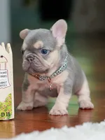 Female Lilac Tan DOB 04.10.2026 | French bulldog puppy, a female French Bulldog for sale in Cumming, GA – 8 of 10