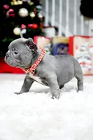 Puppy, a female French Bulldog for sale in Cumming, GA – Photo 7 of 8