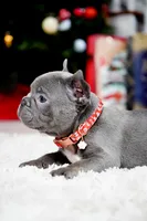 Puppy, a female French Bulldog for sale in Cumming, GA – Photo 2 of 8