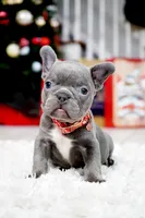 Puppy, a female French Bulldog for sale in Cumming, GA – Photo 1 of 8