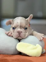 Male Isabella Merle, a male French Bulldog for sale in Cumming, GA – Photo 7 of 10