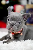 Puppy, a female French Bulldog for sale in Cumming, GA – Photo 3 of 8