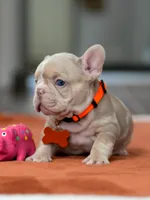 Male Isabella Merle, a male French Bulldog for sale in Cumming, GA – Photo 6 of 10