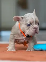 Male Isabella Merle, a male French Bulldog for sale in Cumming, GA – Photo 4 of 10
